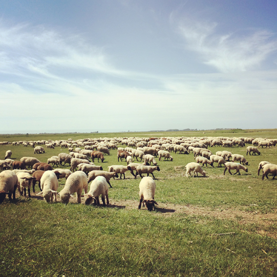 moutons-pres-sales