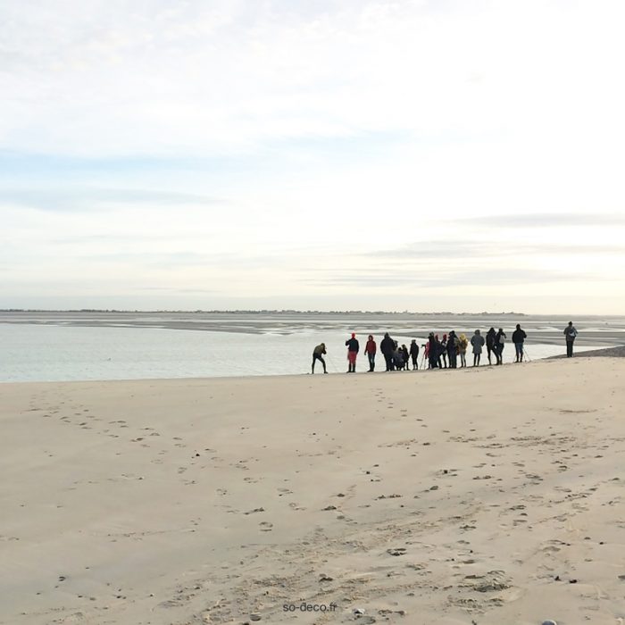 phoques-baie-de-somme