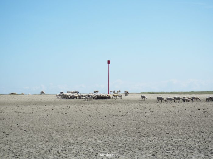 moutons-baie-de-somme